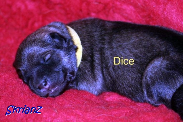 16.2.2021 - Dice 💙